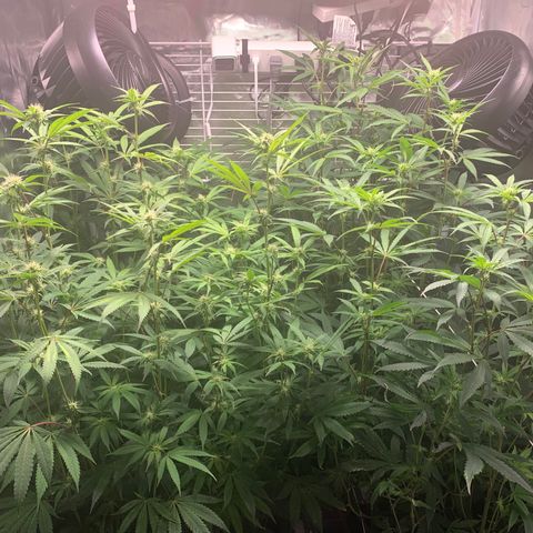 Runtz #1 growlog timeline photo