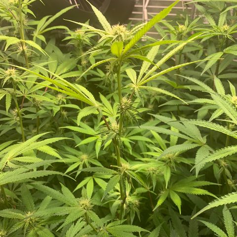 Runtz #1 growlog timeline photo
