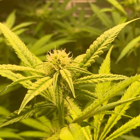 Runtz #1 growlog timeline photo