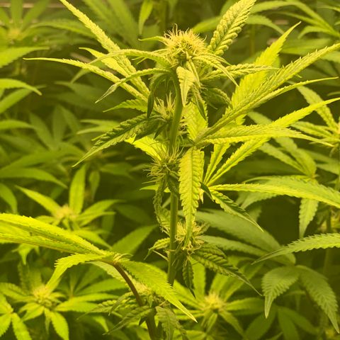 Runtz #1 growlog timeline photo