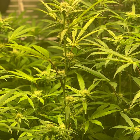 Runtz #1 growlog timeline photo