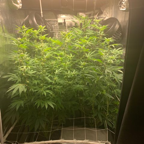 Runtz #1 growlog timeline photo