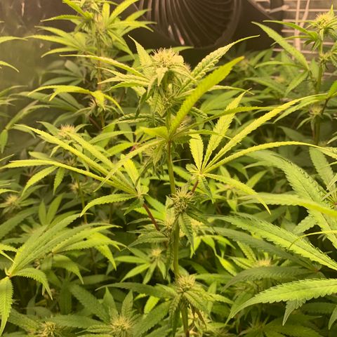 Runtz #1 growlog timeline photo