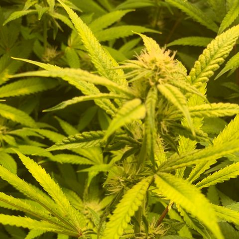 Runtz #1 growlog timeline photo