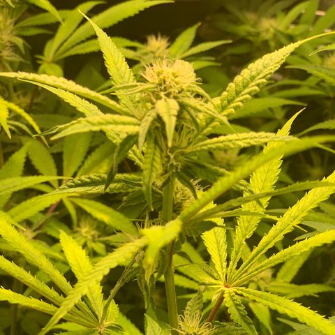 Runtz #1 growlog timeline photo