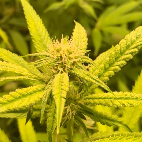 Runtz #1 growlog timeline photo