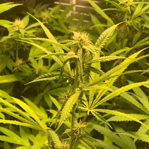 Runtz #1 growlog timeline photo