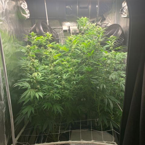 Runtz #1 growlog timeline photo