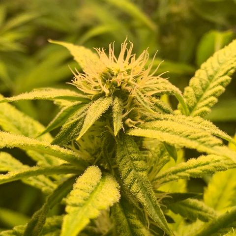 Runtz #1 growlog timeline photo