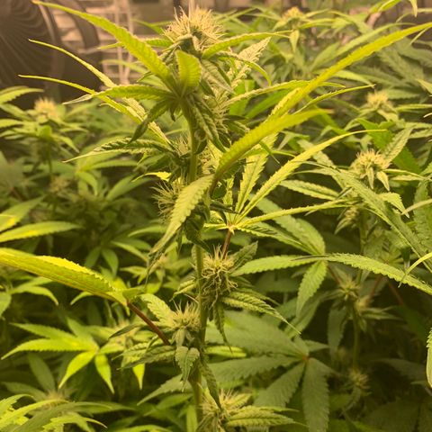Runtz #1 growlog timeline photo