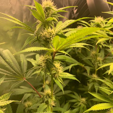Runtz #1 growlog timeline photo