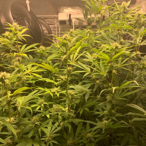 Runtz #1 growlog timeline photo