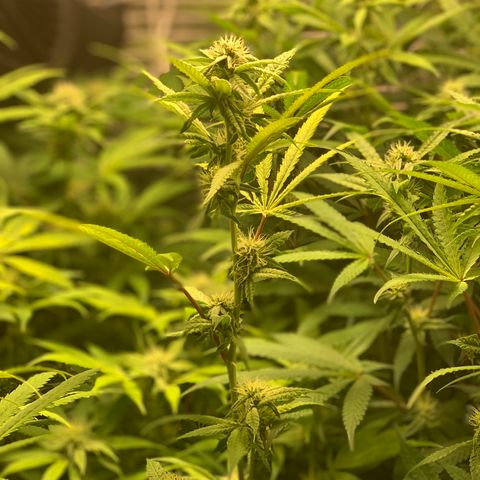 Runtz #1 growlog timeline photo