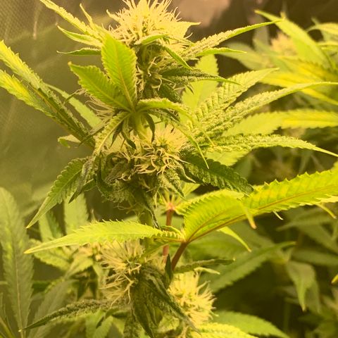 Runtz #1 growlog timeline photo