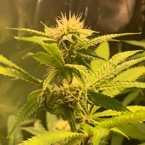 Runtz #1 growlog timeline photo