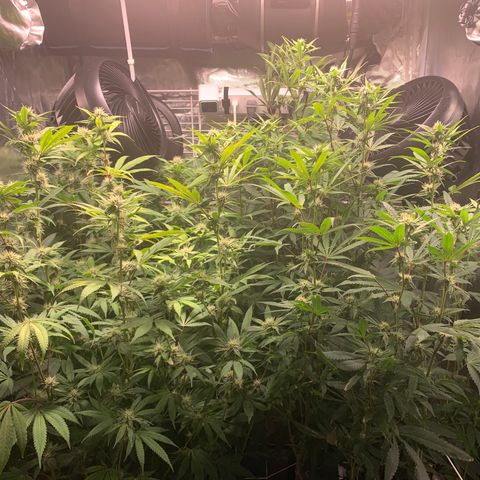 Runtz #1 growlog timeline photo