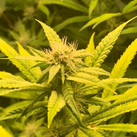 Runtz #1 growlog timeline photo
