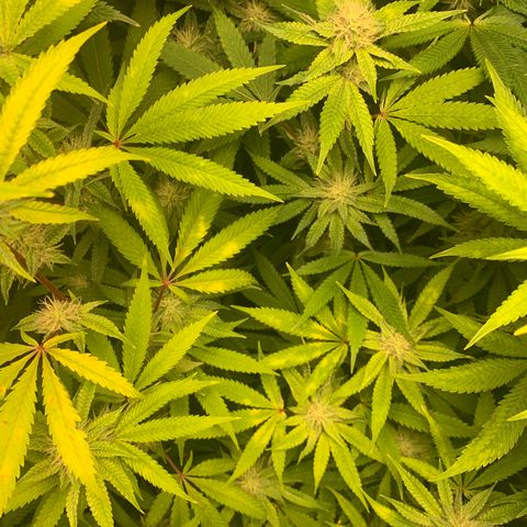 Runtz #1 growlog timeline photo