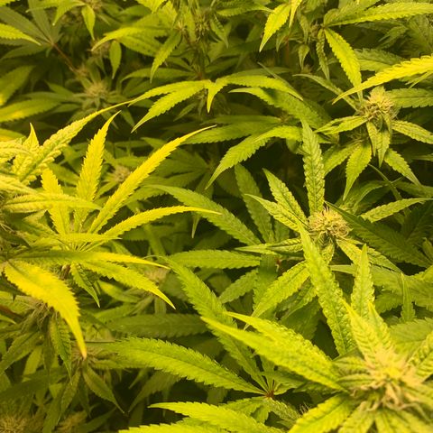 Runtz #1 growlog timeline photo