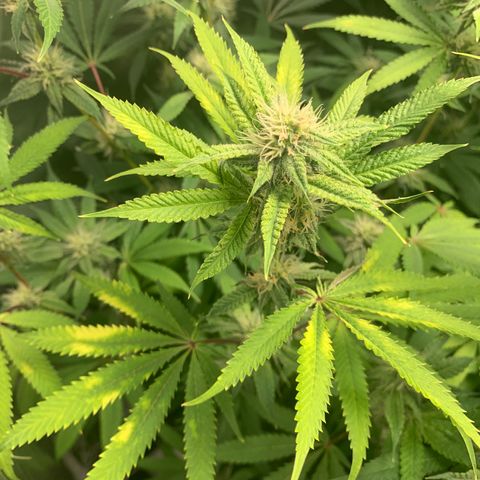Runtz #1 growlog timeline photo