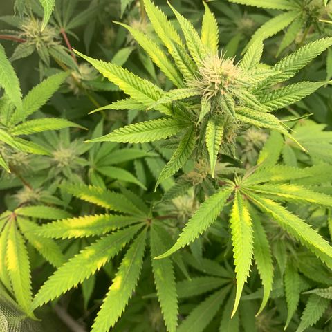Runtz #1 growlog timeline photo