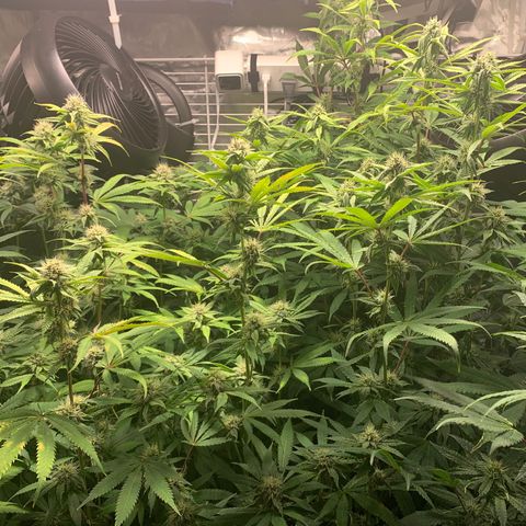 Runtz #1 growlog timeline photo