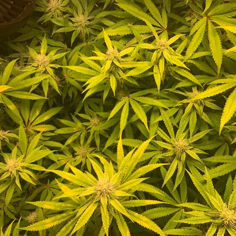 Runtz #1 growlog timeline photo