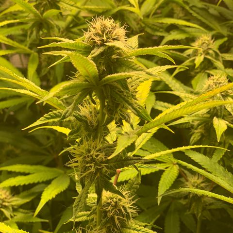 Runtz #1 growlog timeline photo