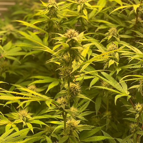 Runtz #1 growlog timeline photo