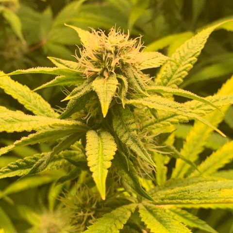 Runtz #1 growlog timeline photo