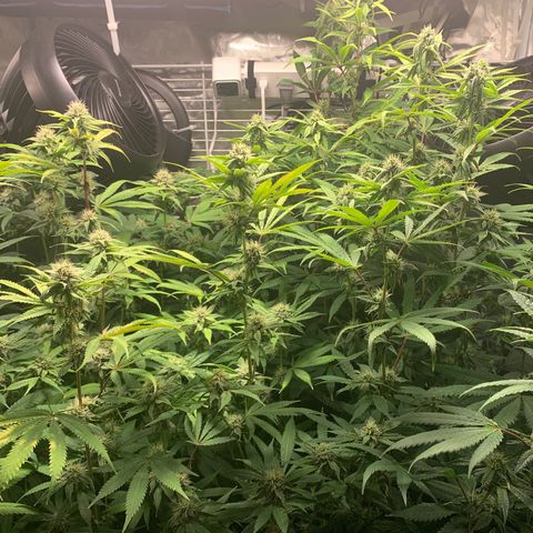 Runtz #1 growlog timeline photo