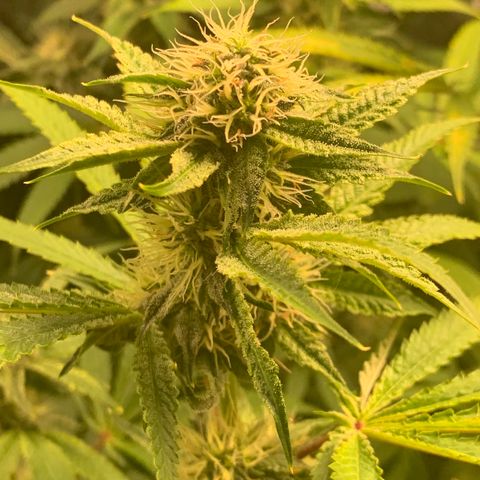 Runtz #1 growlog timeline photo