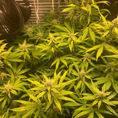 Runtz #1 growlog timeline photo