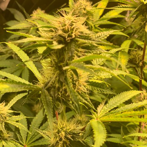 Runtz #1 growlog timeline photo