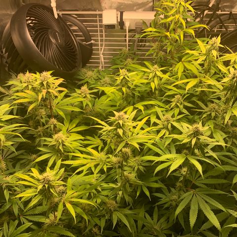 Runtz #1 growlog timeline photo