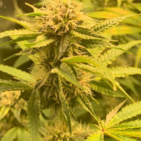 Runtz #1 growlog timeline photo