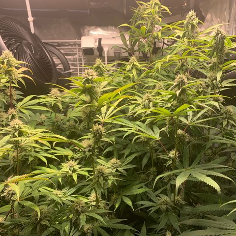 Runtz #1 growlog timeline photo