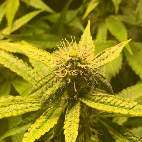 Runtz #1 growlog timeline photo