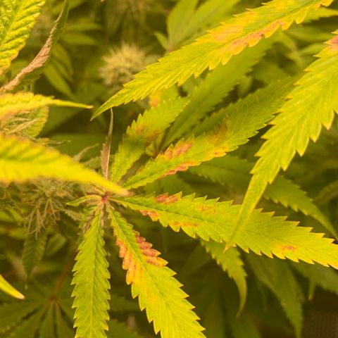 Runtz #1 growlog timeline photo
