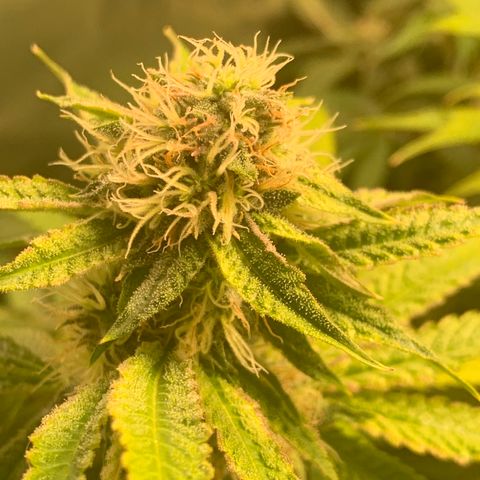 Runtz #1 growlog timeline photo