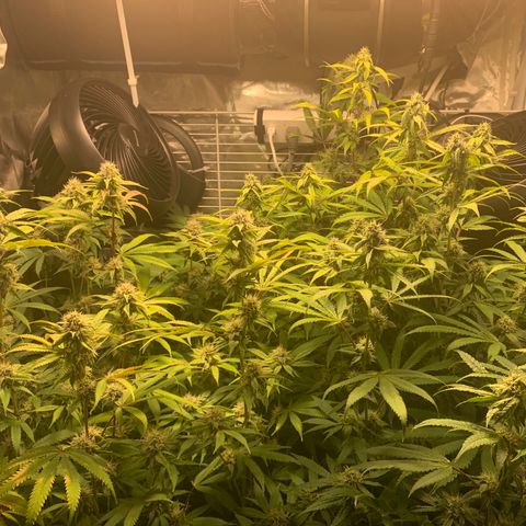 Runtz #1 growlog timeline photo
