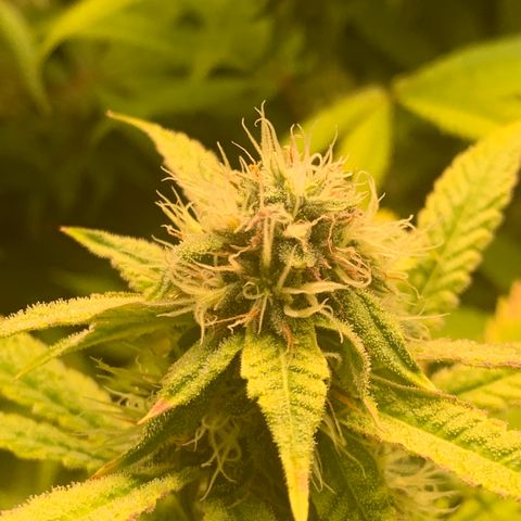 Runtz #1 growlog timeline photo