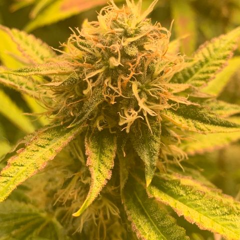 Runtz #1 growlog timeline photo