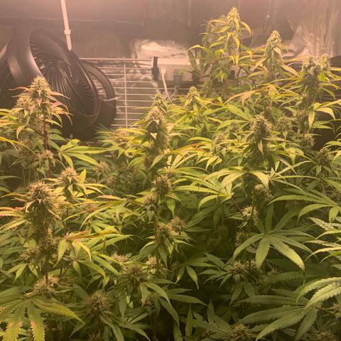Runtz #1 growlog timeline photo