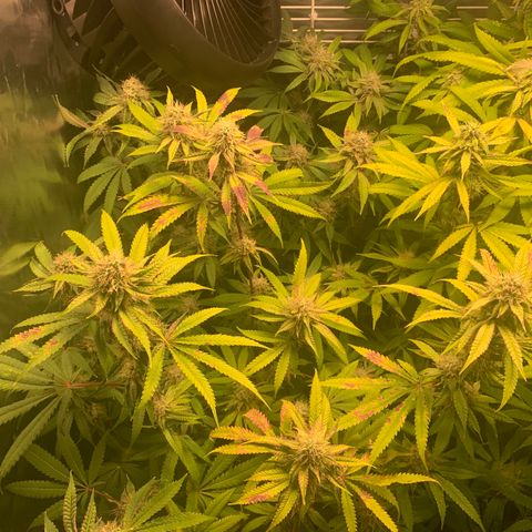 Runtz #1 growlog timeline photo