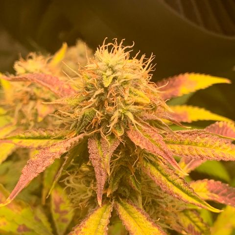 Runtz #1 growlog timeline photo