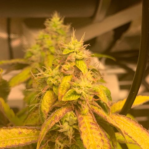 Runtz #1 growlog timeline photo