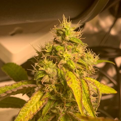 Runtz #1 growlog timeline photo