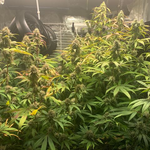 Runtz #1 growlog timeline photo