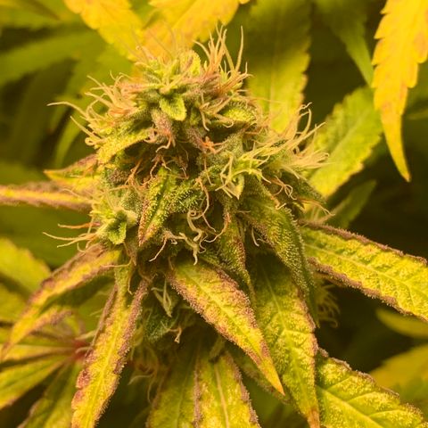 Runtz #1 growlog timeline photo